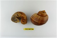 藏品(短腕陸寄居蟹)的圖片